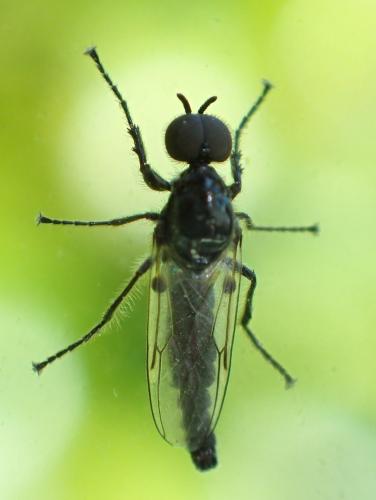 Dilophus sp.